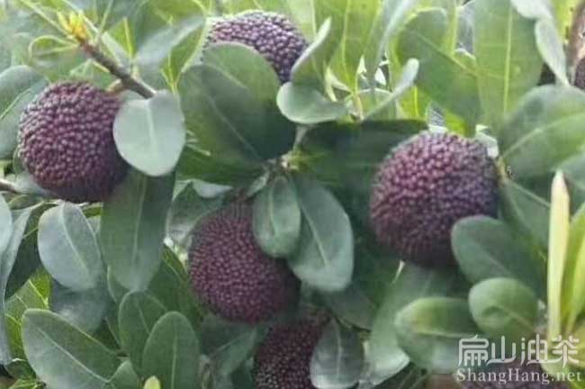 黔南東魁楊梅苗批發(fā)