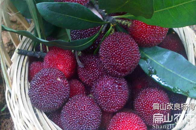 福建楊梅苗批發(fā)