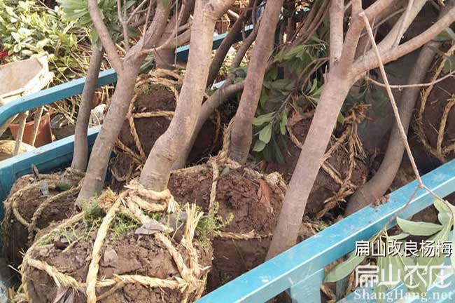 臺州楊梅樹苗批發(fā)