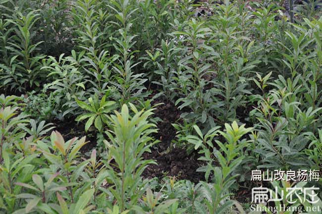 中國楊梅之鄉(xiāng)