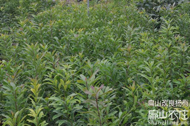 泉州楊梅樹苗批發(fā)