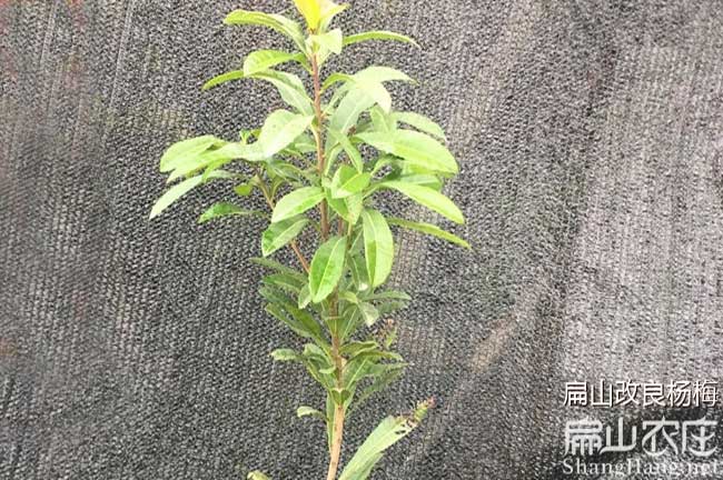 南平楊梅樹批發(fā)
