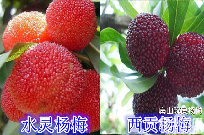 慈利水靈楊梅苗
