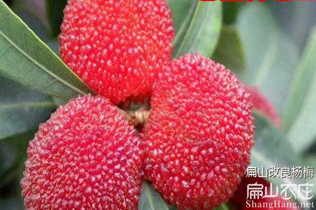 廈門(mén)新鮮東魁楊梅