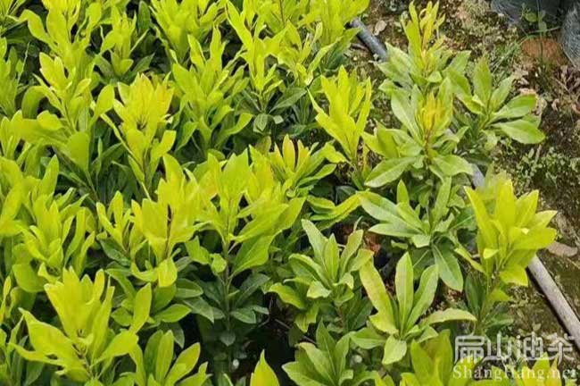 黔東南大黑炭楊梅苗