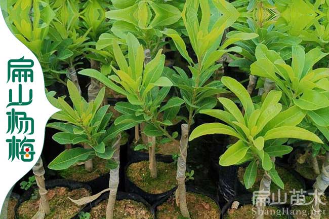 嘉興楊梅杯苗批發(fā)