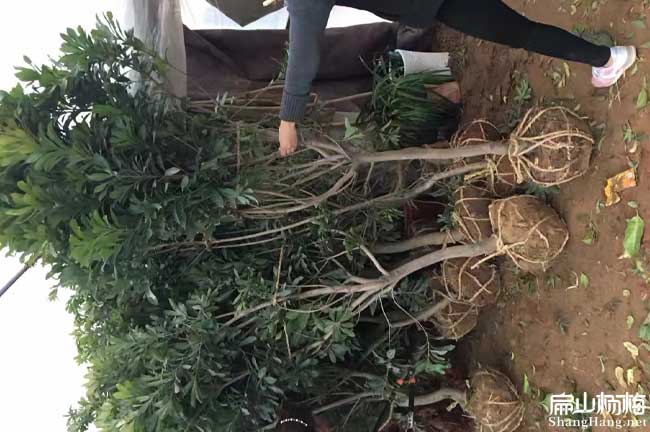 常州地徑5公分楊梅樹 常州地徑5公分楊梅樹