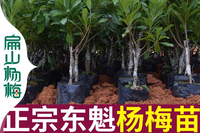 連云港楊梅小杯苗 連云港楊梅小杯苗