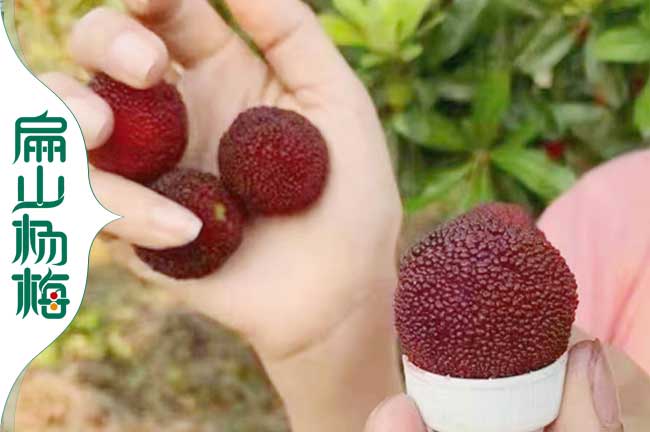 油茶畝產量多少斤及同里可以種植什么？