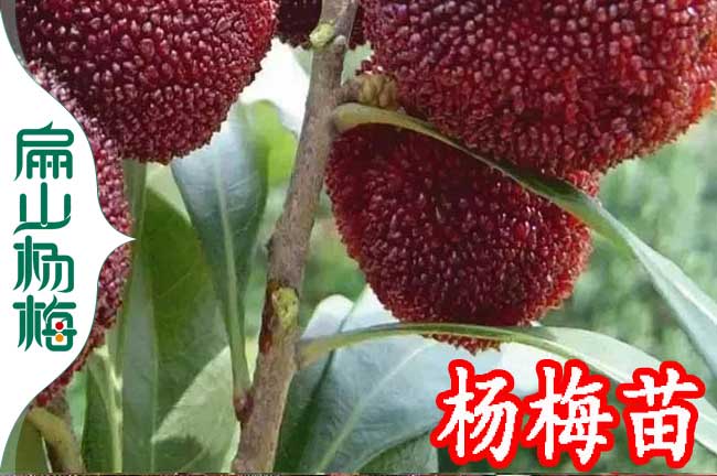 湖南臺梅苗