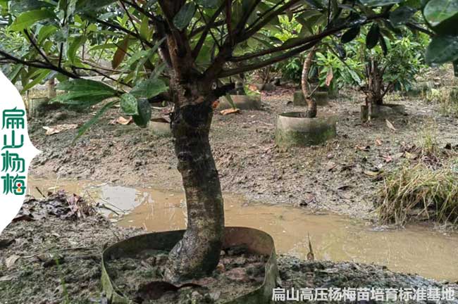 廣西永樹冠楊梅苗批發(fā)
