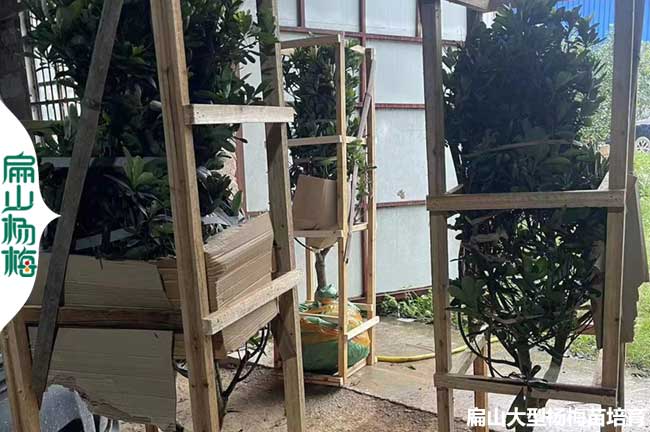 糊南永樹冠楊梅發(fā)貨