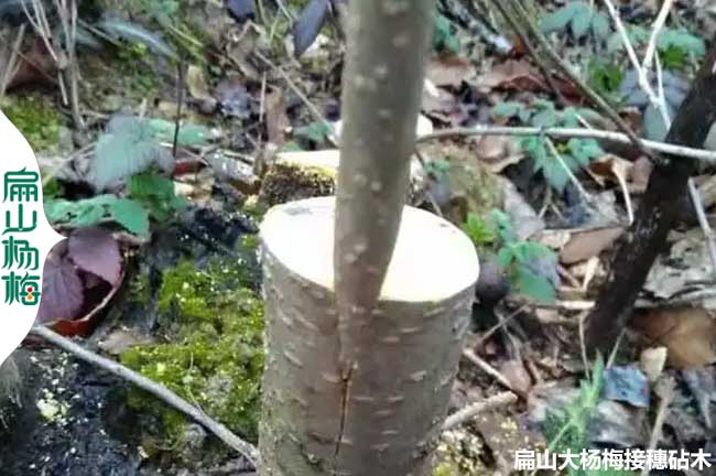 嫁接楊梅砧木