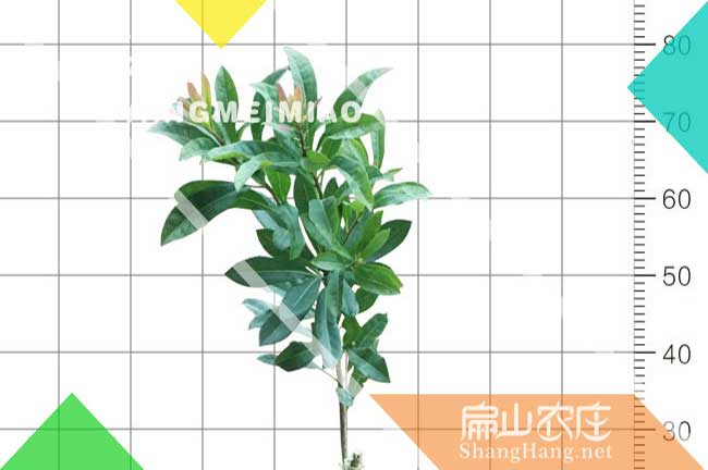 5號東魁楊梅普洱小杯苗 普洱東魁楊梅實生裸根苗30-40公分