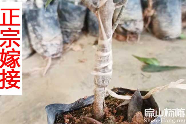 六盤(pán)水嫁接楊梅杯苗