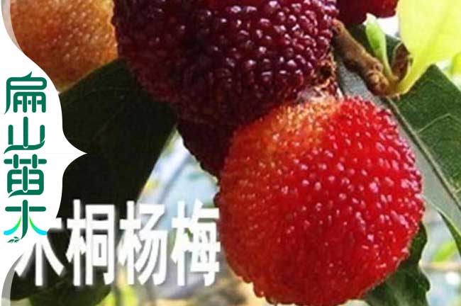懷化東魁楊梅苗批發(fā) 湖南懷化東魁楊梅苗價格6元/珠-扁山