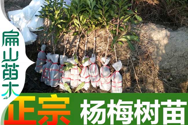 江門(mén)嫁接楊梅苗批發(fā)