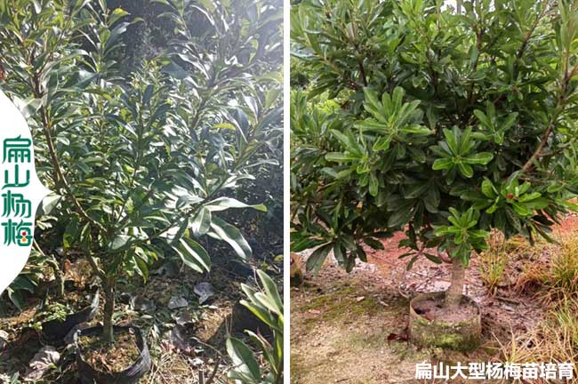 靖州楊梅大杯苗批發(fā)