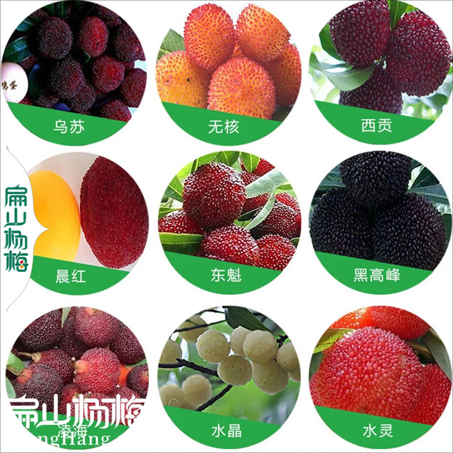 扁山楊梅品種