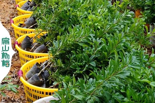 扁山湖南楊梅苗批發(fā) 湖南楊梅苗價格 白水晶 大黑碳9.9元/珠