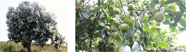南渡鎮(zhèn)油茶的生物學(xué)特 南渡鎮(zhèn)油茶的生物學(xué)特