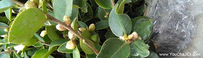 黃陵縣油茶苗的整形修