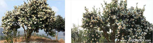 勐罕鎮(zhèn)扁山油茶基地合 勐罕鎮(zhèn)扁山油茶基地合