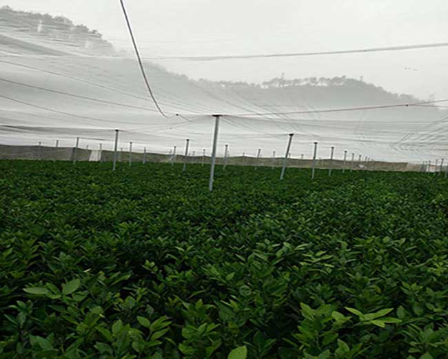 白鷺湖中國油茶種植基 白鷺湖中國油茶種植基