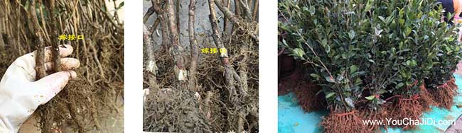 官湖鎮(zhèn)油茶種植技術培 官湖鎮(zhèn)油茶種植技術培