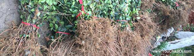 蕭縣油茶銷售銷量的品 蕭縣油茶銷售銷量的品