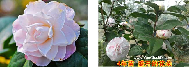 康禾鎮(zhèn)茶樹(shù)苗種植山的 康禾鎮(zhèn)茶樹(shù)苗種植山的