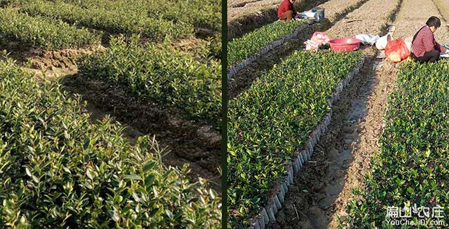 和平縣茶樹(shù)林幼林撫育 和平縣茶樹(shù)林幼林撫育