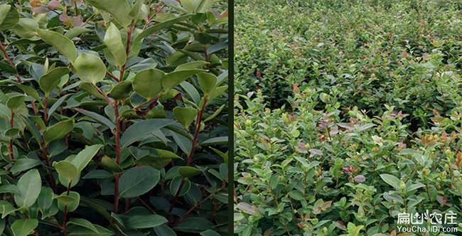 長灘油茶基地的物理特 長灘油茶基地的物理特