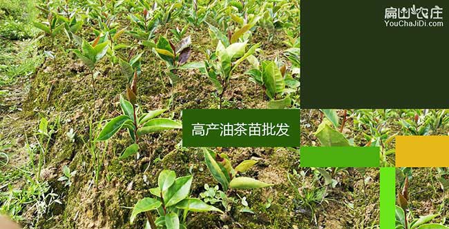 麻灣茶樹苗種植山的陰 麻灣茶樹苗種植山的陰