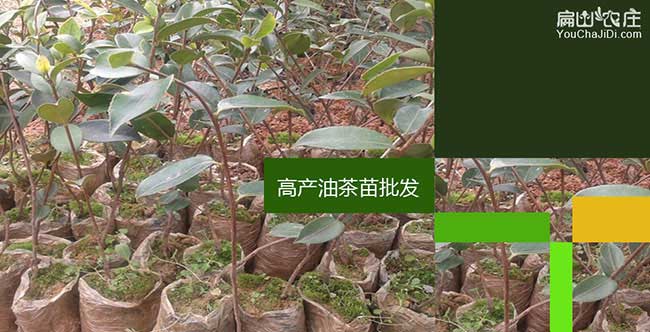 市市面上紅花茶油的價(jià) 市市面上紅花茶油的價(jià)