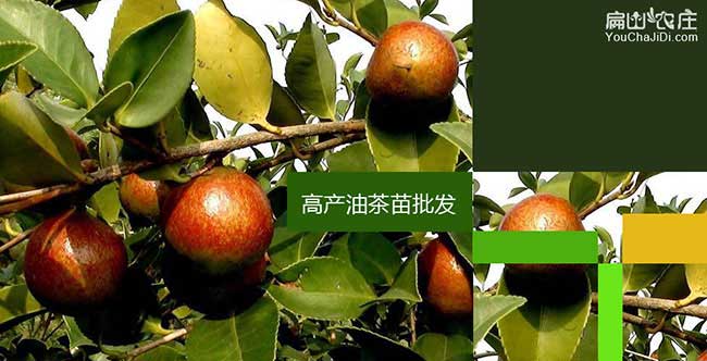 橫欄鎮(zhèn)油茶基地高度分 橫欄鎮(zhèn)油茶基地高度分
