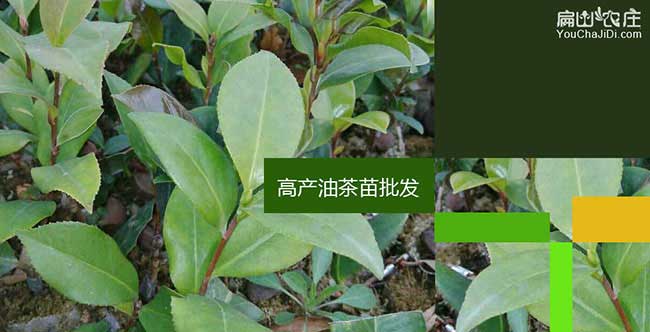 壽茶樹苗栽植行珠距鳳 壽茶樹苗栽植行珠距鳳