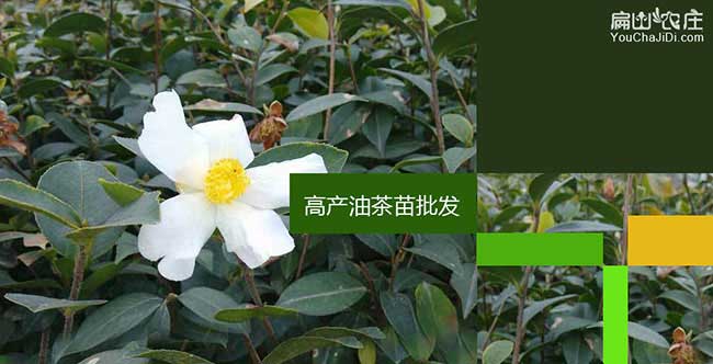 恩施紅花茶油和白花茶 恩施紅花茶油和白花茶