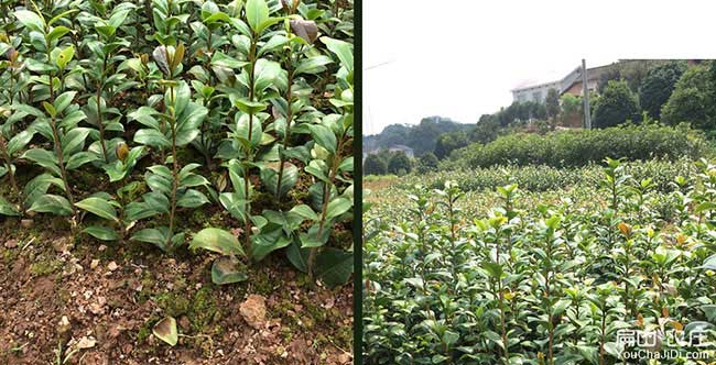 懷遠(yuǎn)種植油茶一畝投資 懷遠(yuǎn)種植油茶一畝投資