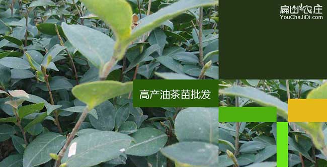 樊川鎮(zhèn)造林前的整地技 樊川鎮(zhèn)造林前的整地技