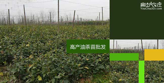 防城港油茶基地 防城港油茶基地