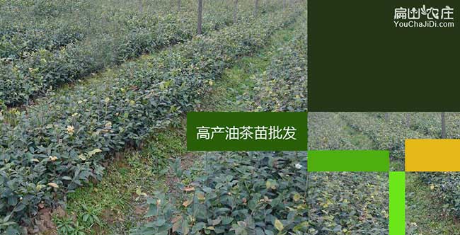 崇左高產(chǎn)油茶苗 崇左高產(chǎn)油茶苗