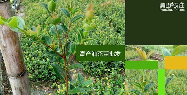 姜堰區(qū)源茶樹苗日常管 姜堰區(qū)源茶樹苗日常管