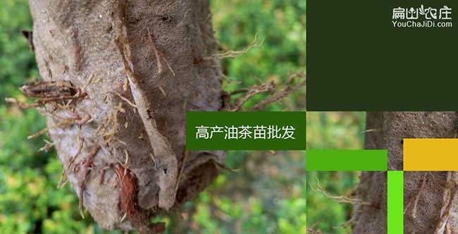 鳳崗鎮(zhèn)廣西岑溪軟技和 鳳崗鎮(zhèn)廣西岑溪軟技和