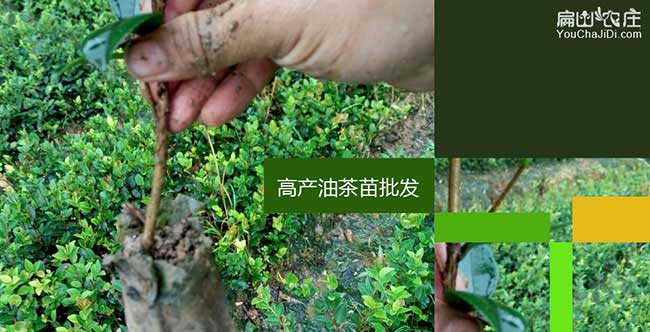響水一畝茶樹苗可以產(chǎn) 響水一畝茶樹苗可以產(chǎn)