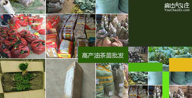 如果在淮上種植油茶正 如果在淮上種植油茶正
