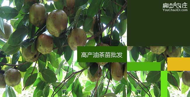 大金油茶的生物學(xué)特性 大金油茶的生物學(xué)特性