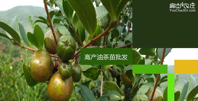 龍川縣與國(guó)際油茶市場(chǎng) 龍川縣與國(guó)際油茶市場(chǎng)