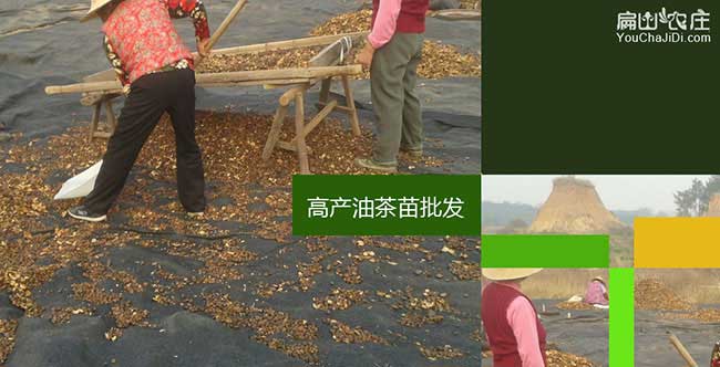龍子湖嫁接工具與設(shè)備 龍子湖嫁接工具與設(shè)備