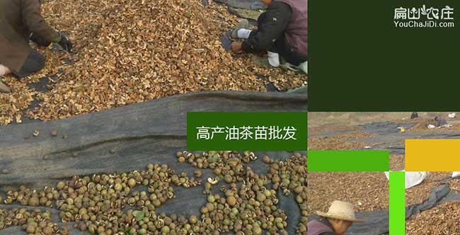 仙人渡源油茶苗的土壤 仙人渡源油茶苗的土壤